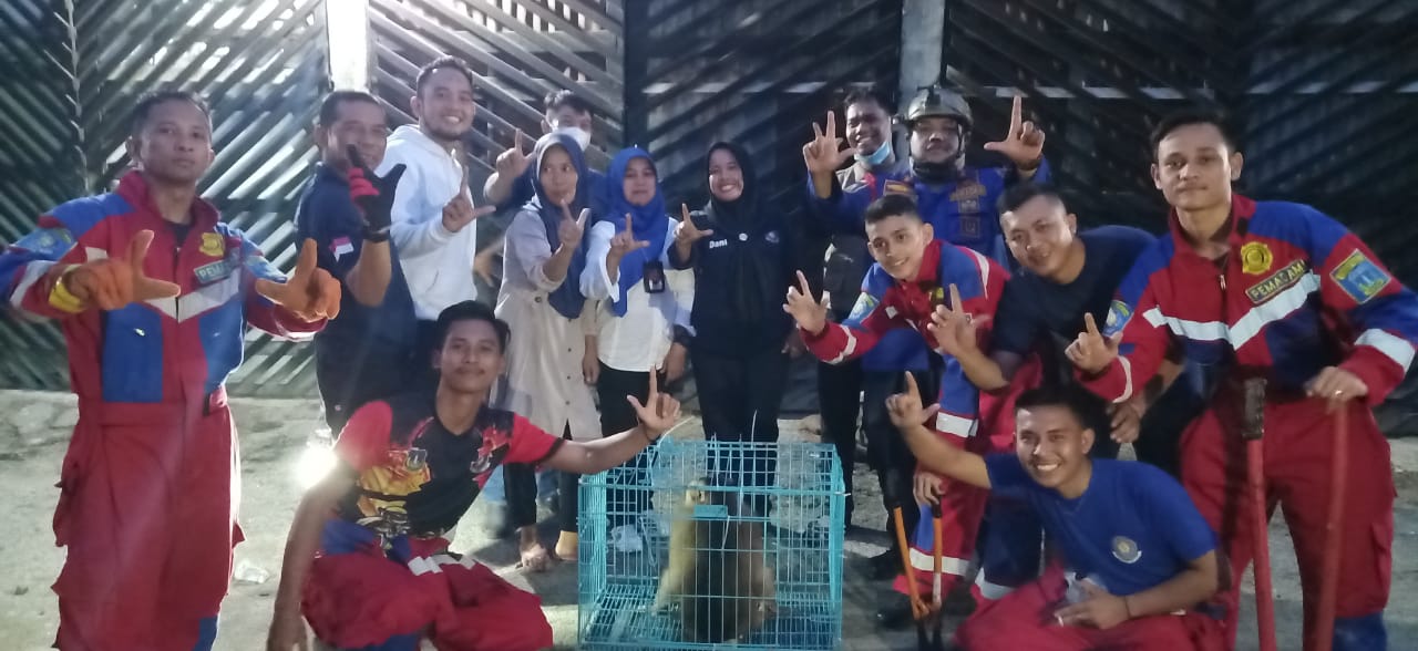 Evacuate a Pig-tailed Macaque from  Tebing Tinggi Fire Service (October 26, 2022)